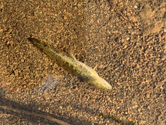 Caudata
