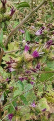 Arctium umbrosum
