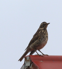 Turdus iliacus