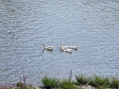 Anser anser domesticus