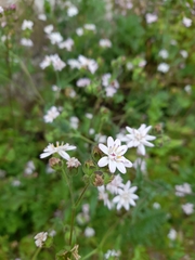 Moscharia pinnatifida