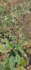 Arctium umbrosum