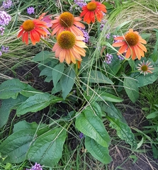 Echinacea