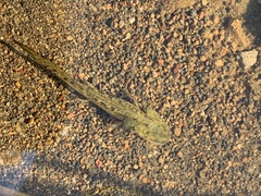 Caudata