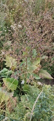Arctium umbrosum