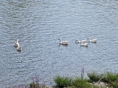 Anser anser domesticus