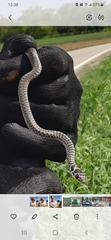 Hierophis viridiflavus carbonarius