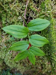Streptopus streptopoides