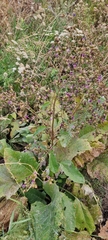 Arctium umbrosum