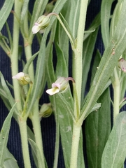 Pombalia verticillata