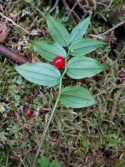 Streptopus streptopoides