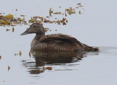 Somateria mollissima