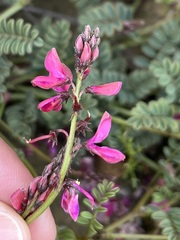 Indigofera humifusoides