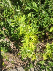 Artemisia verlotiorum