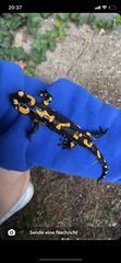 Salamandra salamandra