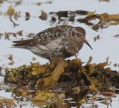 Calidris maritima