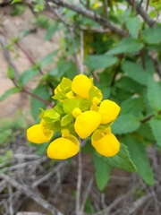 Calceolaria