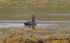 Somateria mollissima