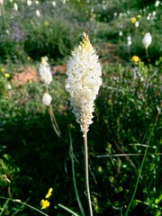 Bulbinella cauda-felis