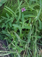 Verbena bonariensis