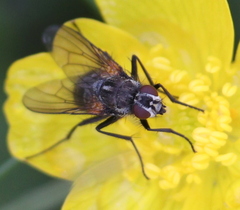 Diptera