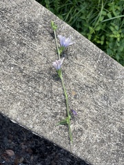 Cichorium