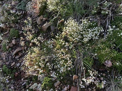 Saxifraga bronchialis