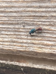 Chrysididae