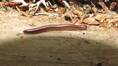 Parajulidae