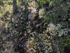 Saxifraga bronchialis