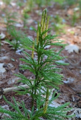 Dendrolycopodium hickeyi