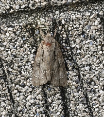 Acronicta lobeliae