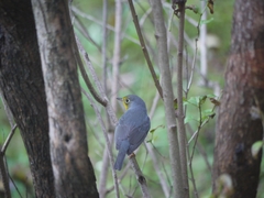 Cardellina canadensis