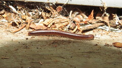 Parajulidae
