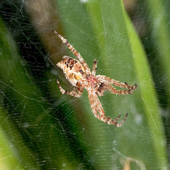 Cyrtophora citricola