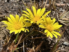 Gazania