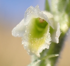 Spiranthes spiralis