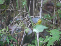 Cardellina canadensis