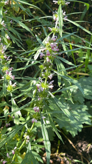 Lamiaceae
