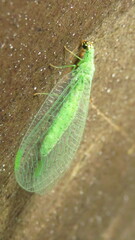 Chrysopa oculata