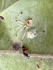 Theridion grallator