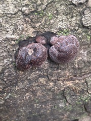 Hypoxylon fragiforme