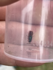Chrysididae