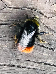 Bombus lapidarius