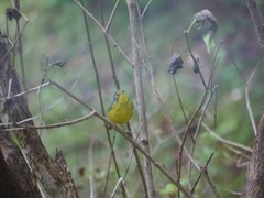 Cardellina canadensis