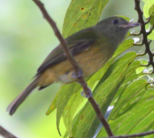 Mionectes oleagineus