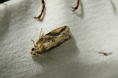 Proteoteras crescentana