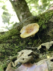 Russula amoenolens