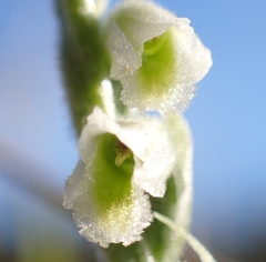 Spiranthes spiralis