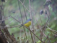 Cardellina canadensis